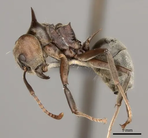 Dolichoderus spinicollis specimen