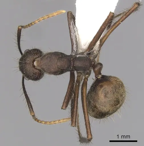 Dolichoderus spurius specimen