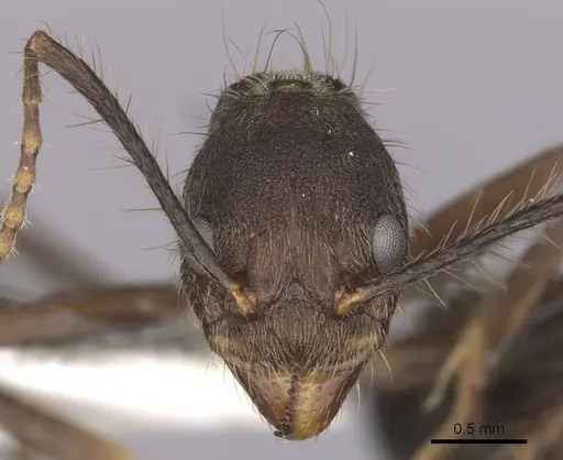 Dolichoderus spurius specimen