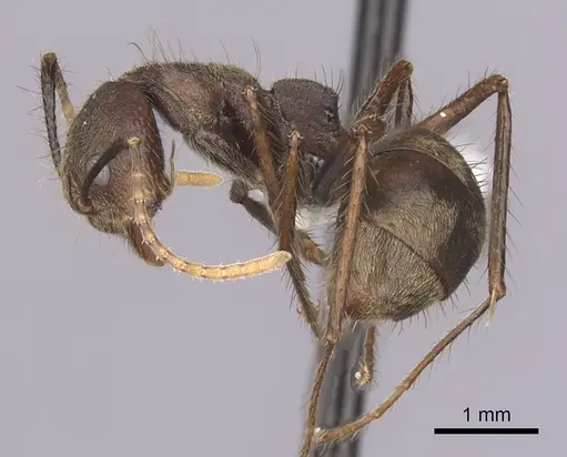 Dolichoderus spurius specimen
