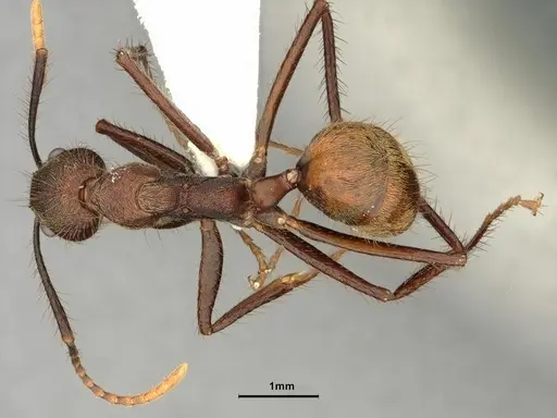 Dolichoderus spurius - CASENT0886069