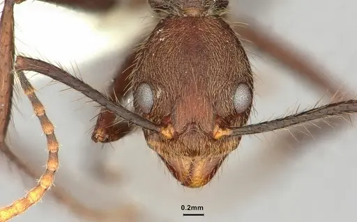 Dolichoderus spurius - CASENT0886069