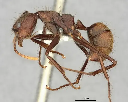 Dolichoderus spurius - CASENT0886069