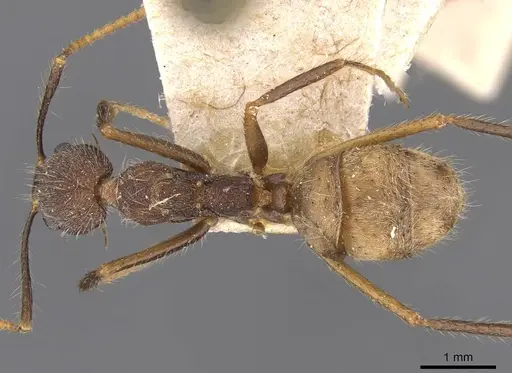 Dolichoderus spurius - CASENT0909459