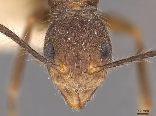 Dolichoderus spurius - CASENT0909459