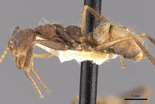 Dolichoderus spurius - CASENT0909459