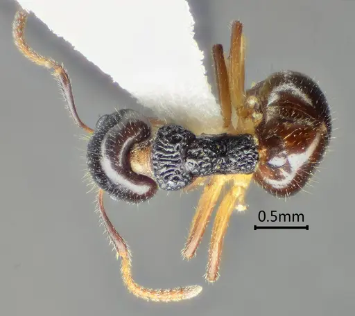 Dolichoderus squamanodus specimen