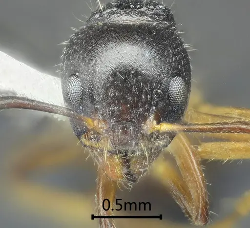 Dolichoderus squamanodus specimen