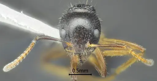 Dolichoderus squamanodus specimen