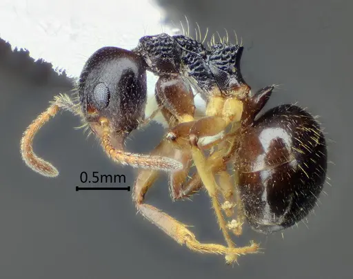 Dolichoderus squamanodus - ANTWEB1060612