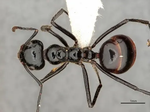 Dolichoderus sulcaticeps specimen