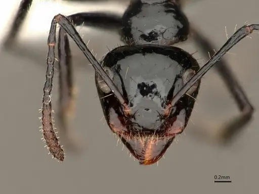 Dolichoderus sulcaticeps specimen