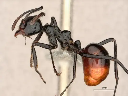 Dolichoderus sulcaticeps specimen
