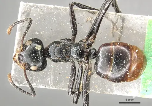 Dolichoderus sulcaticeps - CASENT0902967