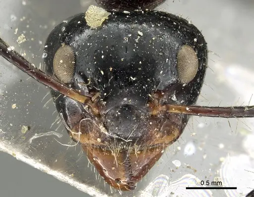 Dolichoderus sulcaticeps - CASENT0902967