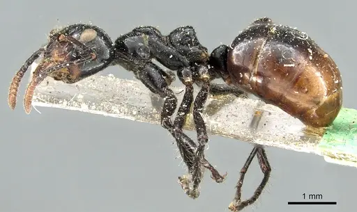 Dolichoderus sulcaticeps - CASENT0902967