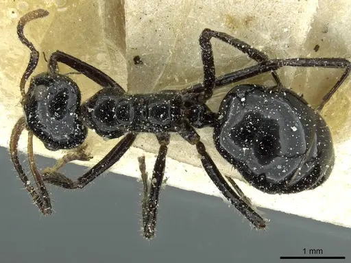 Dolichoderus sulcaticeps - CASENT0911511