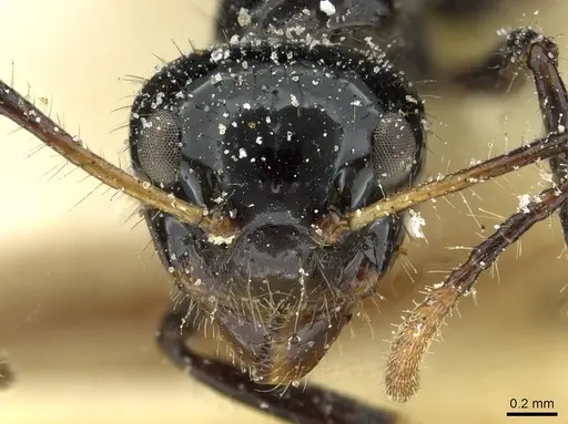 Dolichoderus sulcaticeps - CASENT0911511