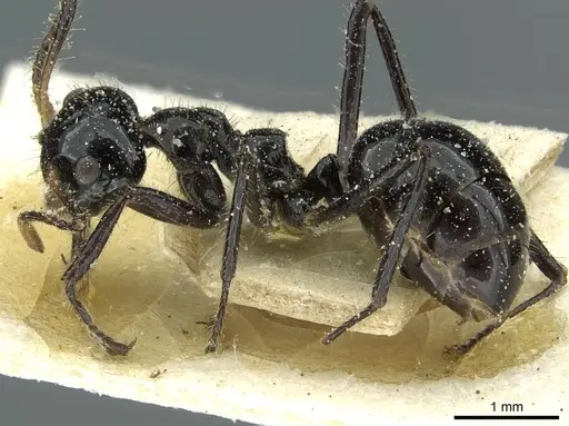 Dolichoderus sulcaticeps - CASENT0911511