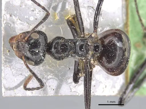 Dolichoderus sulcaticeps - CASENT0915556