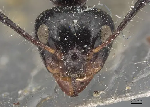 Dolichoderus sulcaticeps - CASENT0915556