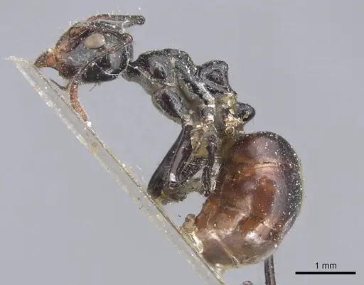 Dolichoderus sulcaticeps - CASENT0915556