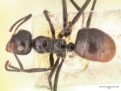 Dolichoderus sulcaticeps - FOCOL0545