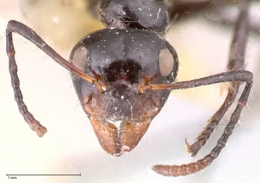 Dolichoderus sulcaticeps - FOCOL0545