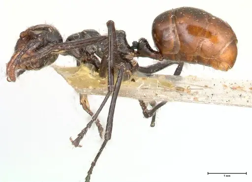 Dolichoderus sulcaticeps - FOCOL0545