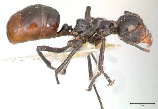 Dolichoderus sulcaticeps - FOCOL0545