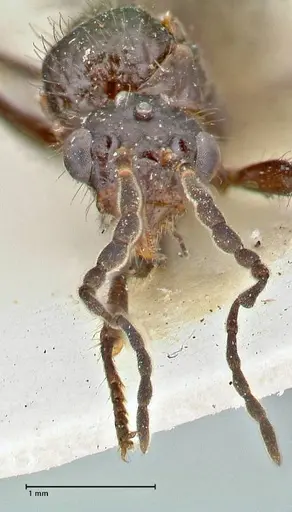 Dolichoderus sulcaticeps - FOCOL2769