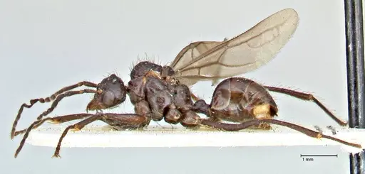 Dolichoderus sulcaticeps - FOCOL2769