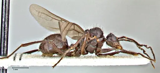 Dolichoderus sulcaticeps - FOCOL2769
