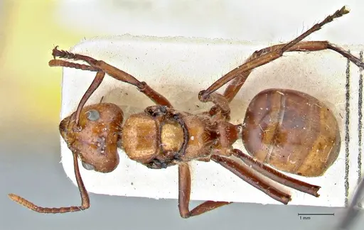 Dolichoderus sulcaticeps - FOCOL2770