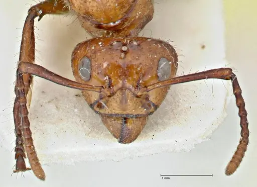 Dolichoderus sulcaticeps - FOCOL2770