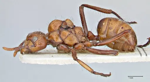 Dolichoderus sulcaticeps - FOCOL2770