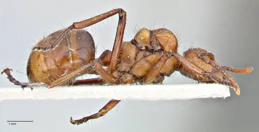 Dolichoderus sulcaticeps - FOCOL2770