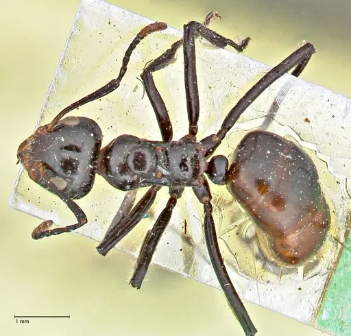 Dolichoderus sulcaticeps - FOCOL2771