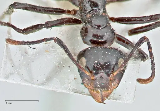 Dolichoderus sulcaticeps - FOCOL2771