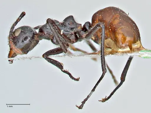 Dolichoderus sulcaticeps - FOCOL2771