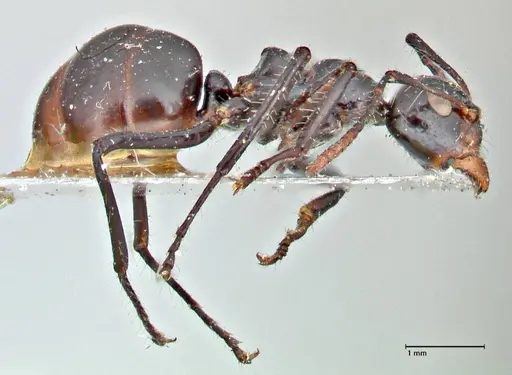 Dolichoderus sulcaticeps - FOCOL2771