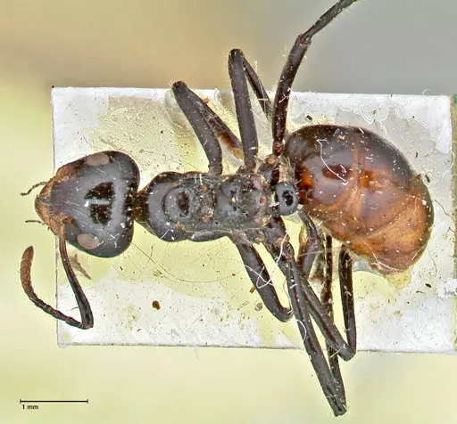Dolichoderus sulcaticeps - FOCOL2772