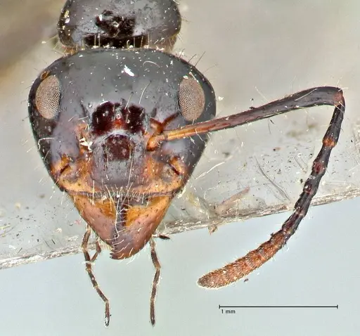 Dolichoderus sulcaticeps - FOCOL2772