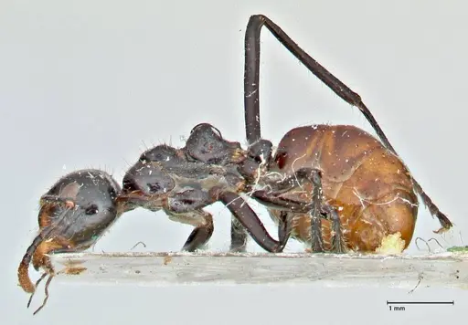 Dolichoderus sulcaticeps - FOCOL2772