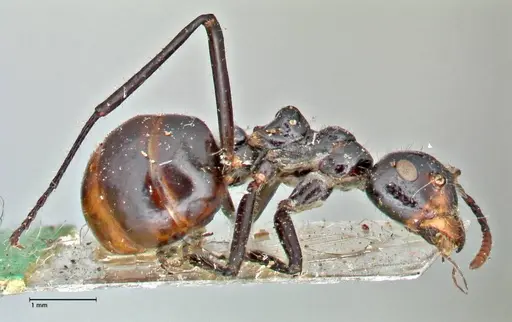 Dolichoderus sulcaticeps - FOCOL2772