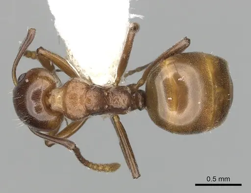 Dolichoderus taprobanae specimen