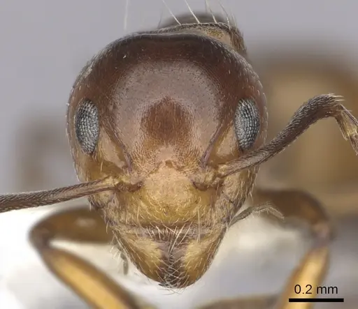 Dolichoderus taprobanae specimen