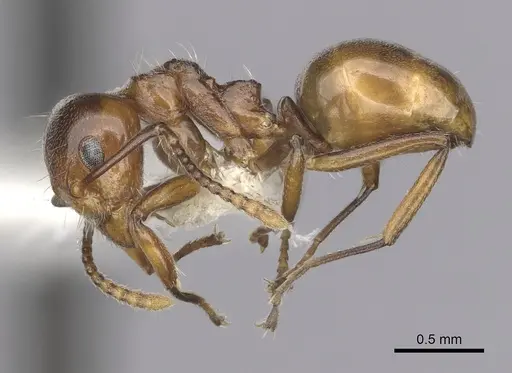 Dolichoderus taprobanae specimen