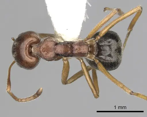 Dolichoderus taprobanae - CASENT0249574