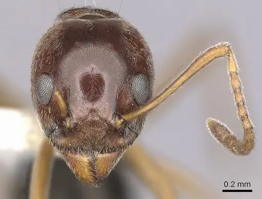 Dolichoderus taprobanae - CASENT0249574